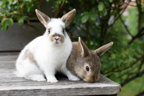 Konsep Paskah Dua Kelinci Kecil Berwarna Coklat Dan Putih Teras — Stok Foto