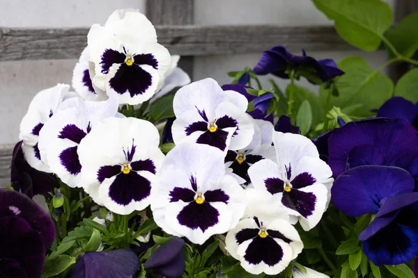 Latar Belakang Bunga Viola Tricolor Putih Bunga Pansy Musim Semi — Stok Foto