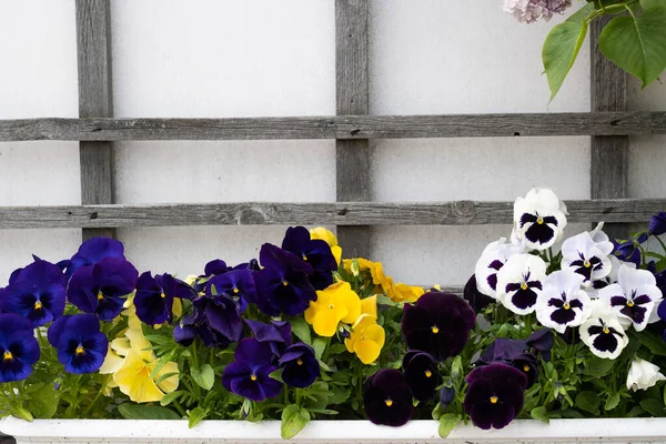 Pot Dengan Warna Warni Biola Tricolor Latar Belakang Bunga Bunga — Stok Foto