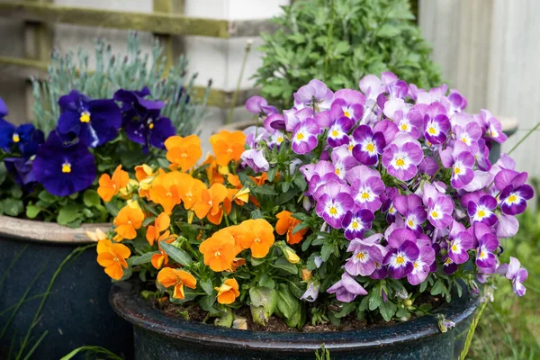 Spring Pansies Flowers Pot Colorful Mixed Viola Tricolor Floral Background — Stok Foto