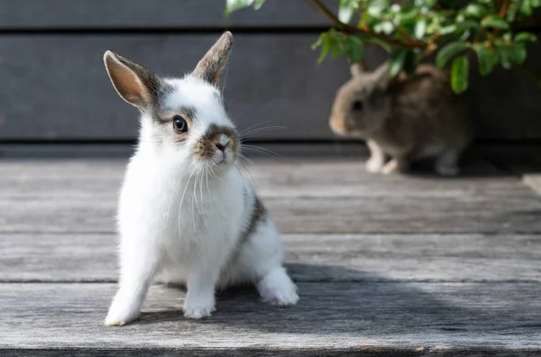 Tahta arka planda beyaz yavru tavşan, evcil hayvanlar, Paskalya konsepti..