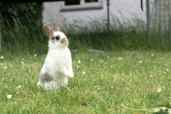 Pembiakan Hewan Peliharaan Konsep Paskah Kelinci Putih Kecil Taman Halaman — Stok Foto