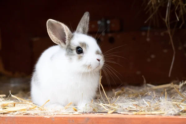 Petit Lapin Blanc Dans Cage Sur Paille Élevage Espace Copie — Photo