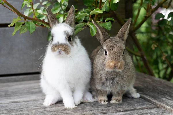 Dua Kelinci Kecil Berwarna Coklat Dan Putih Teras Kayu Luar — Stok Foto