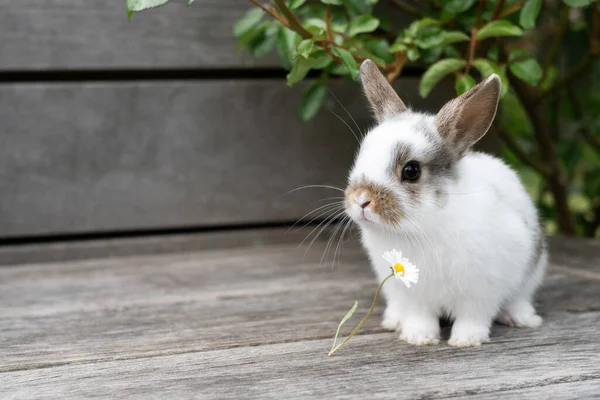 Bayi Kelinci Putih Dan Bunga Pada Latar Belakang Kayu Hewan — Stok Foto