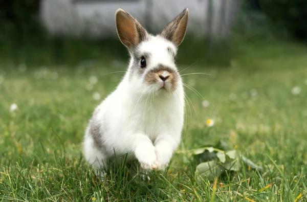 白い小さなウサギが芝生の上の草の中に飛び込み 屋外の草の中にペット 動物を繁殖させる ロイヤリティフリーのストック画像