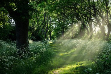 Forest landscape with trees and path in sun rays, scenery summer park with flowers, nature background.