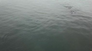 Lovely dophin family hanging out in dark waters