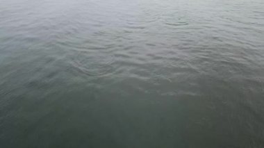Ensenada 'nın karanlık suları ve bir dophin ailesi.