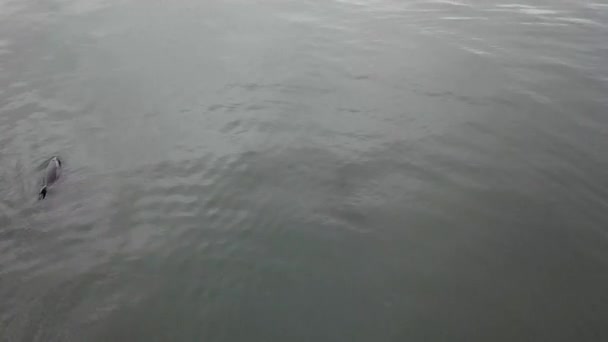 Vista Aérea Los Dophins Comunes Agua Oscura — Vídeo de stock