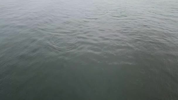 Águas Escuras Ensenada Uma Família Dophin — Vídeo de Stock