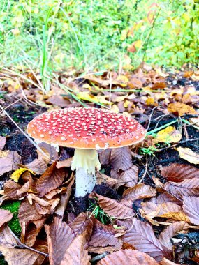 Yeşil bir arka planda, ormandaki yenilemez zehirli mantarlar..