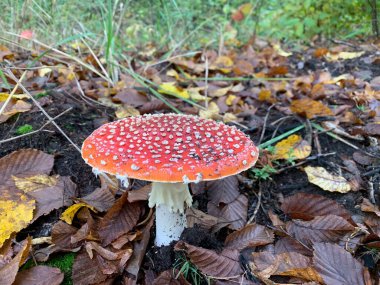 Yeşil bir arka planda, ormandaki yenilemez zehirli mantarlar..