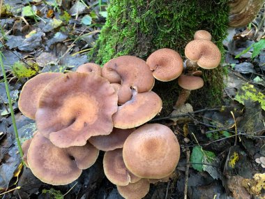 Yeşil arka planda, ormanda yenebilir mantarlar bal tarımları..