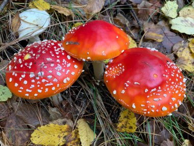 Yeşil bir arka planda, ormandaki yenilemez zehirli mantarlar..