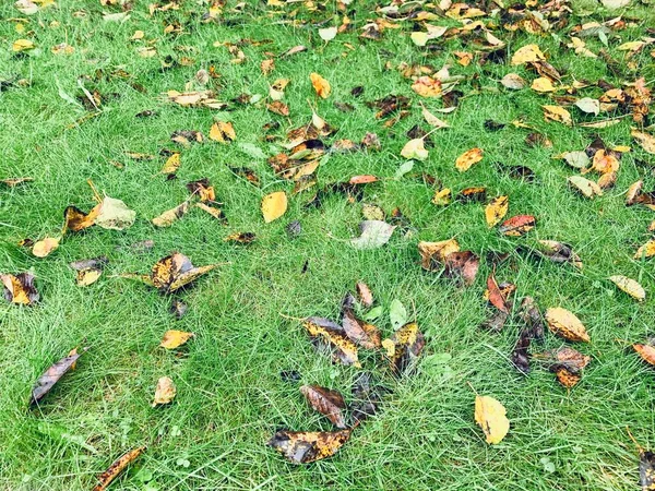 緑の草と乾燥した黄色の葉の秋の背景 — ストック写真