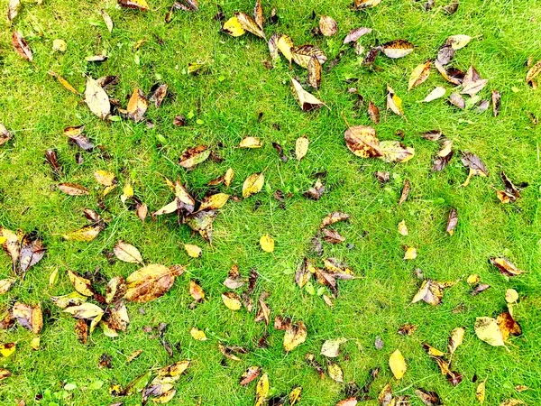 stock image Autumn background of green grass and dry yellow leaves.