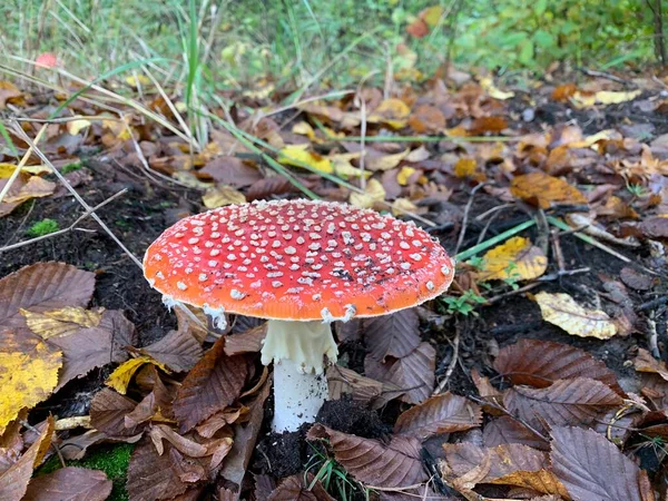 Yeşil bir arka planda, ormandaki yenilemez zehirli mantarlar..