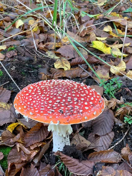 Trujące Niejadalne Grzyby Amanita Lesie Zielonym Tle — Zdjęcie stockowe