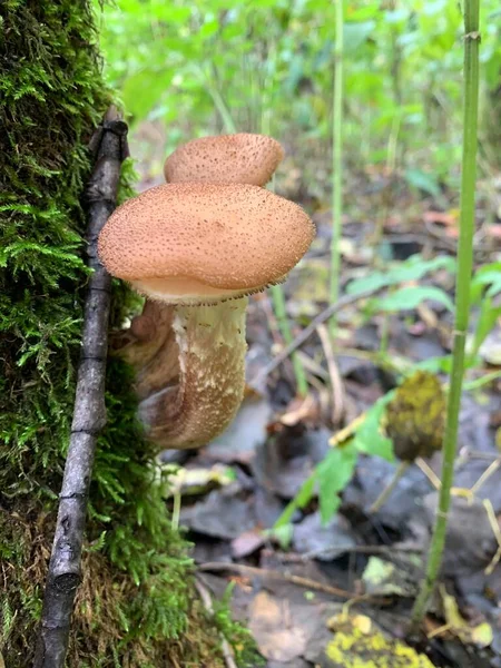 绿色背景森林中的食用菌蜂蜜琼脂 — 图库照片