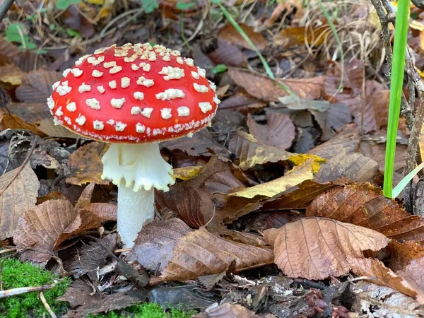 Trujące Niejadalne Grzyby Amanita Lesie Zielonym Tle — Zdjęcie stockowe