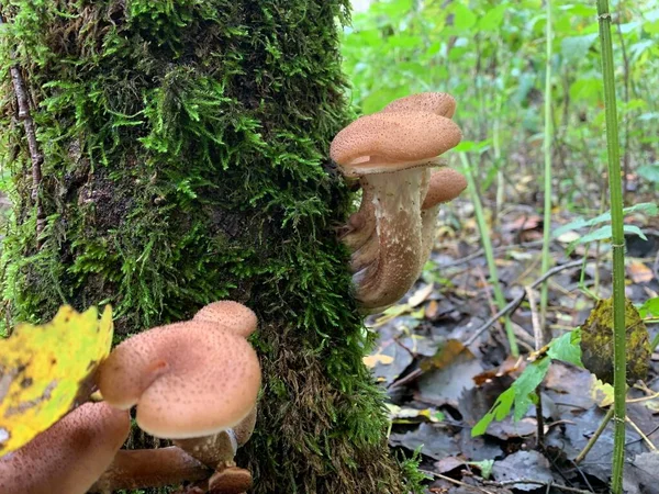 Funghi Commestibili Miele Agarici Nel Bosco Sfondo Verde — Foto Stock