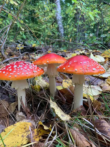 Trujące Niejadalne Grzyby Amanita Lesie Zielonym Tle — Zdjęcie stockowe