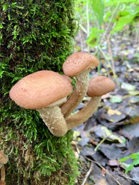 Βρώσιμα Μανιτάρια Μέλι Agarics Στο Δάσος Πράσινο Φόντο — Φωτογραφία Αρχείου