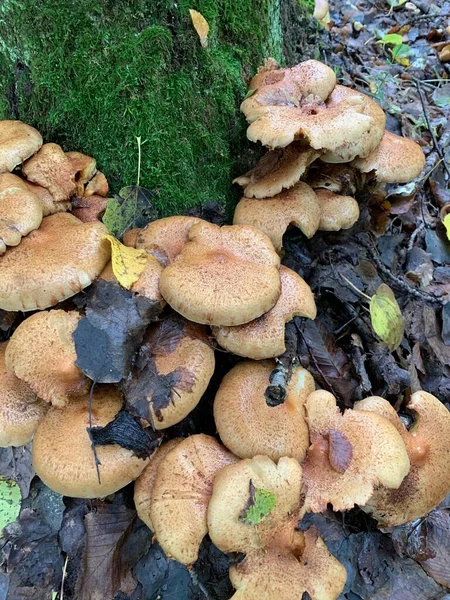 绿色背景森林中的食用菌蜂蜜琼脂 — 图库照片