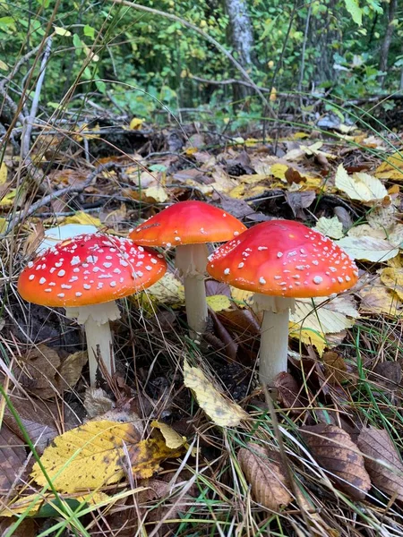 Giftige Oneetbare Paddenstoelen Amanita Het Bos Een Groene Achtergrond — Stockfoto