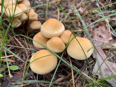 Sahte yenmez mantarlar. Yeşil arka planda ballı agarikler..