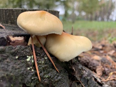 Sahte yenmez mantarlar. Yeşil arka planda ballı agarikler..