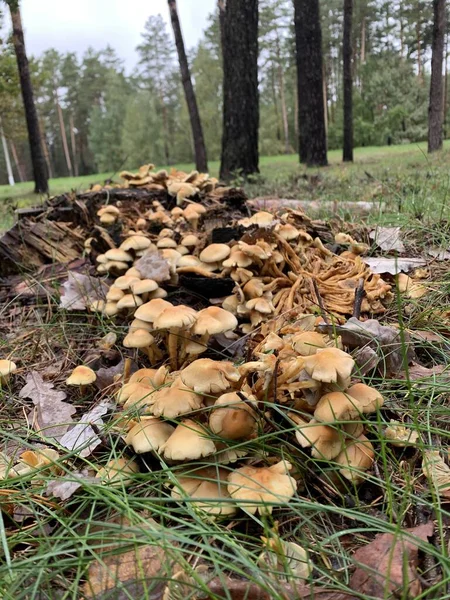 Valse Oneetbare Paddenstoelen Honing Agarics Het Bos Een Groene Achtergrond — Stockfoto