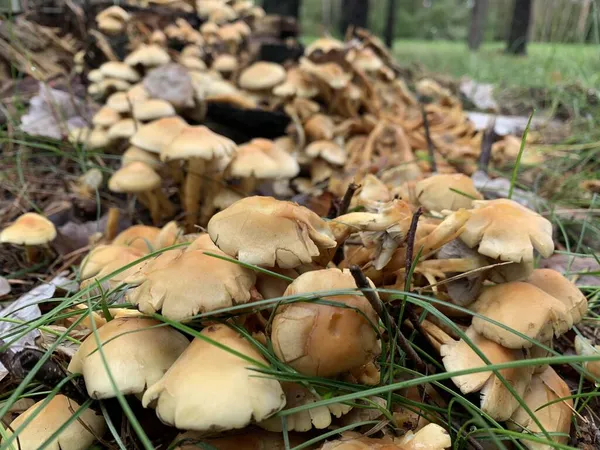 Ψευδομη Βρώσιμα Μανιτάρια Μέλι Agarics Στο Δάσος Πράσινο Φόντο — Φωτογραφία Αρχείου