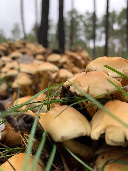 Ψευδομη Βρώσιμα Μανιτάρια Μέλι Agarics Στο Δάσος Πράσινο Φόντο — Φωτογραφία Αρχείου