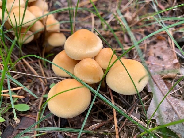 在绿树成荫的森林里 不可食用的蘑菇蜂蜜琼脂 — 图库照片