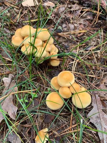 False Inedible Mushrooms Honey Agarics Forest Green Background — Stock Photo, Image
