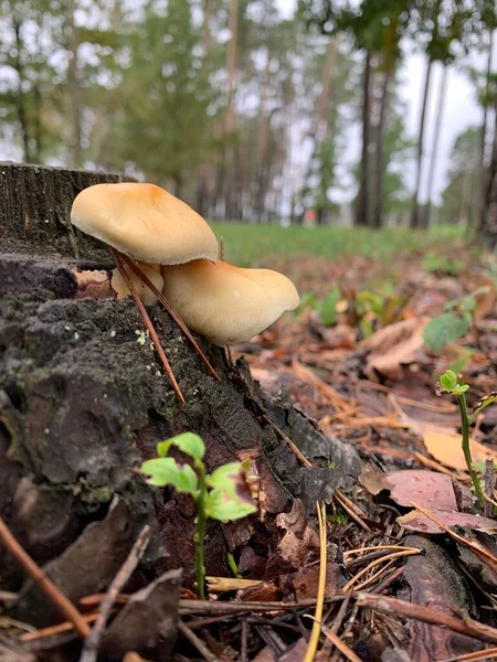 Champignons Non Comestibles Faux Miel Agar Dans Forêt Sur Fond — Photo