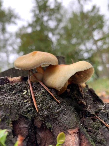 Setas Falsas Comestibles Agáricos Miel Bosque Sobre Fondo Verde — Foto de Stock