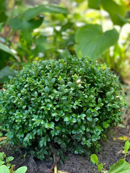 Örökzöld Bokor Buxus Sempervirens Boxwood Kertben Labda Alakú — Stock Fotó