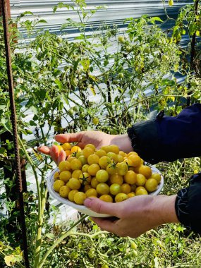 Kız küçük sarı domatesleri hasat ediyor..