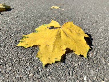 Asfaltta sarı akçaağaç yaprağı. Sonbahar belirtileri.