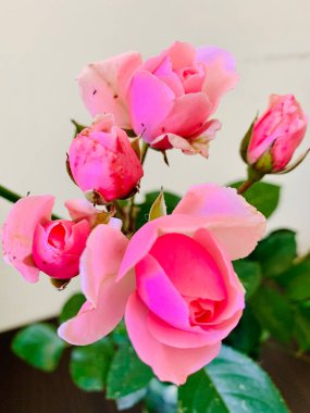 Güzel açık pembe güller.