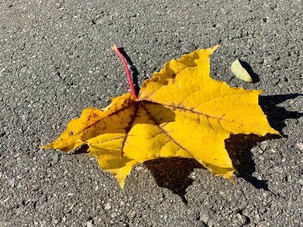 道路上の黄色のカエデの葉 — ストック写真