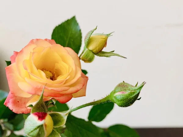 Hermosas Rosas Frescas Color Amarillo Rojo — Foto de Stock