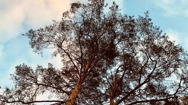 Hoge Dennenboomtoppen Tegen Blauwe Lucht Witte Wolken — Stockfoto