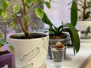 Sudaki tohumlardan avokado fideleri yetişiyor. Kemik kürdana dayanıyor ve bir bardak suyun içinde. Yakınlarda saksılar var..