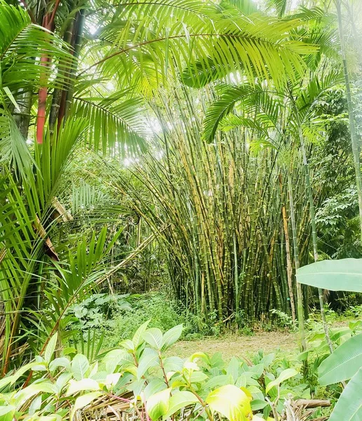 Green Bamboo Bushes Grow Forest — Stock Photo, Image