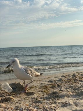 Bir martı dalga boyu yürüyor..