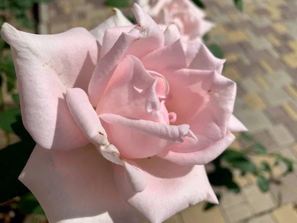 在花园里的灌木丛中 粉红的玫瑰 一个花园的特写升起了 — 图库照片